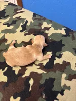 Sherry AKC, a female Miniature Dachshund for sale in Melrose, MN – Photo 4 of 4