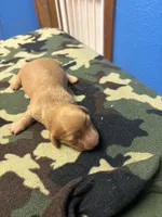 Sherry AKC, a female Miniature Dachshund for sale in Melrose, MN – Photo 1 of 4