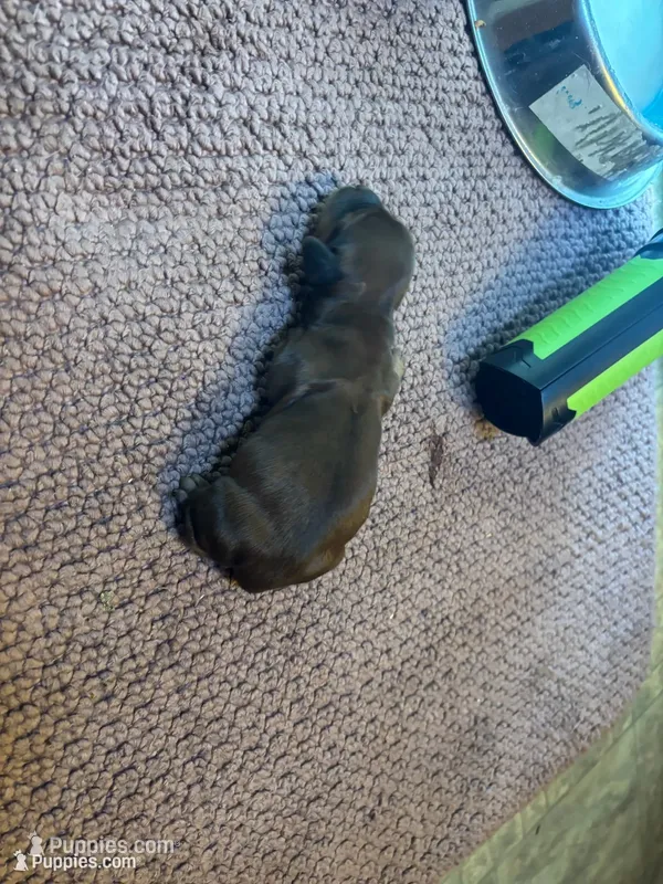 Skip  – Miniature Dachshund puppy for sale in Melrose, MN