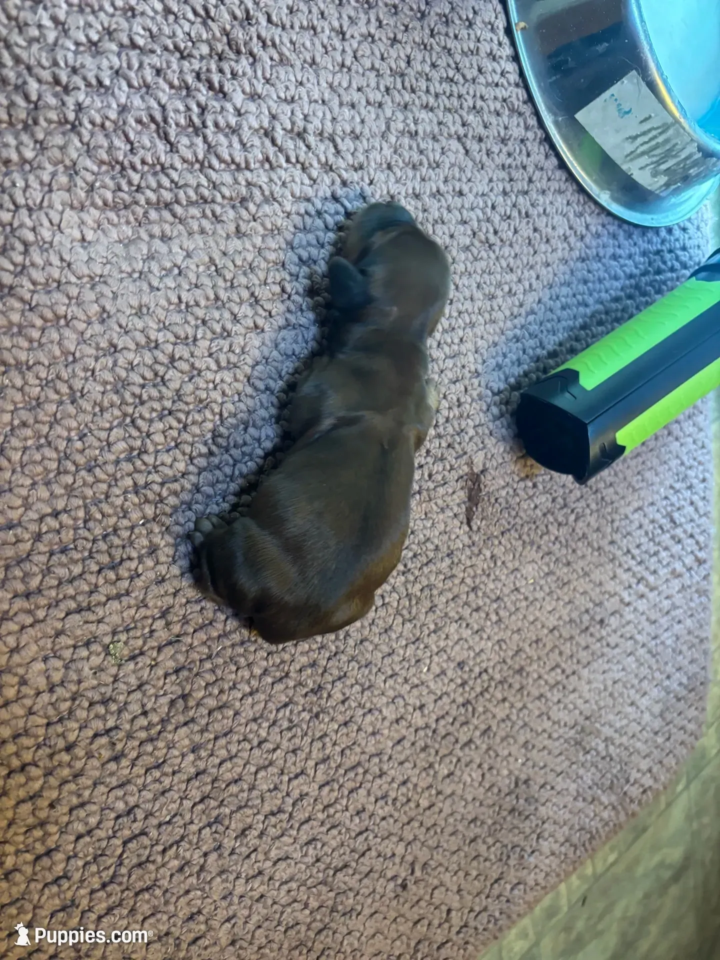 Skip , a male Miniature Dachshund for sale in Melrose, MN – 1 of 7