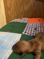 Bonnie , a female Miniature Dachshund for sale in Melrose, MN – 3 of 6
