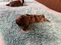 Chica, a female Miniature Dachshund for sale in Melrose, MN – 3 of 6