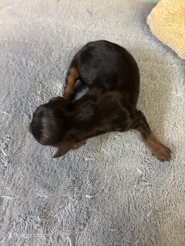 Patty AKC – Miniature Dachshund puppy for sale in Melrose, MN