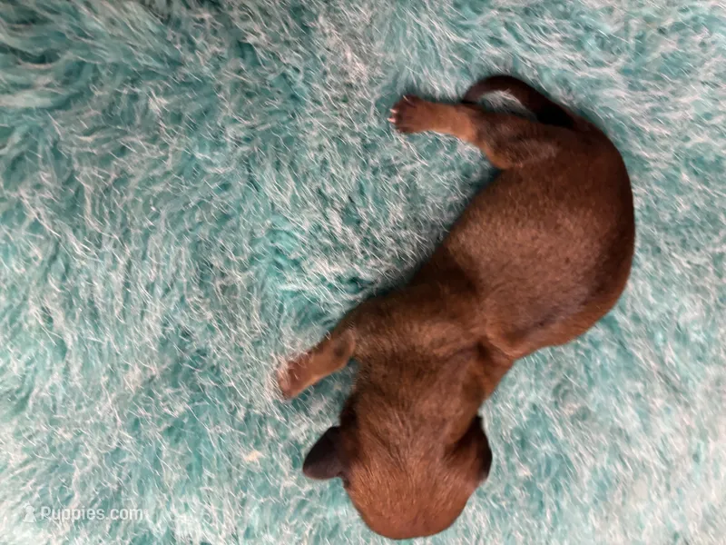 Moe AKC – Miniature Dachshund puppy for sale in Melrose, MN