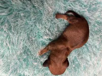 Moe AKC, a male Miniature Dachshund for sale in Melrose, MN – 1 of 5