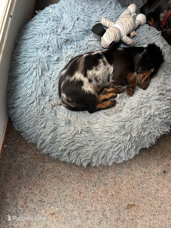 Hannah AKC long haired  – Miniature Dachshund puppy for sale in Melrose, MN
