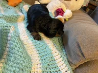 Paisley AKC long haired , a female Miniature Dachshund for sale in Melrose, MN – 10 of 10