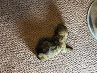 Parker AKC, a male Miniature Dachshund for sale in Melrose, MN – 3 of 3