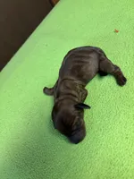 Freida AKC, a female Miniature Dachshund for sale in Melrose, MN – Photo 2 of 4