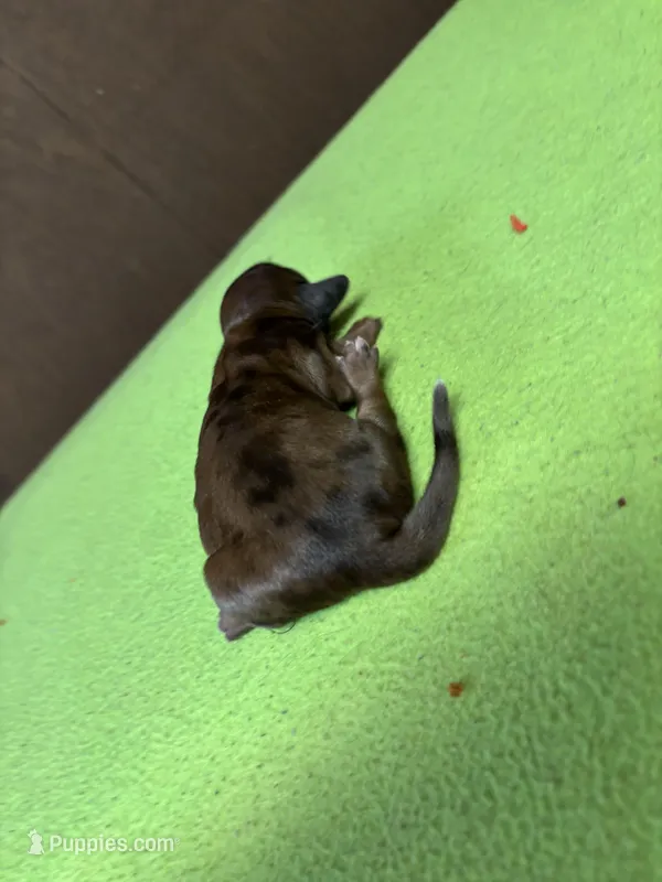 Francis AKC, a female Miniature Dachshund for sale in Melrose, MN – Photo 1 of 5