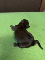 Francis AKC, a female Miniature Dachshund for sale in Melrose, MN – Photo 4 of 5