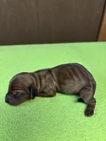 Freida AKC, a female Miniature Dachshund for sale in Melrose, MN – Photo 3 of 4