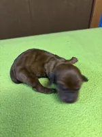 Freida AKC, a female Miniature Dachshund for sale in Melrose, MN – Photo 1 of 4