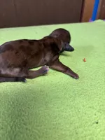 Francis AKC, a female Miniature Dachshund for sale in Melrose, MN – Photo 2 of 5