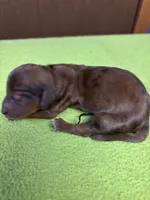 Francis AKC, a female Miniature Dachshund for sale in Melrose, MN – Photo 3 of 5