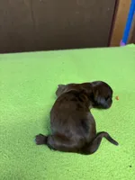 Francis AKC, a female Miniature Dachshund for sale in Melrose, MN – Photo 5 of 5