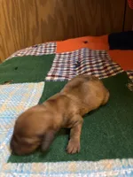 Bonnie , a female Miniature Dachshund for sale in Melrose, MN – 5 of 6