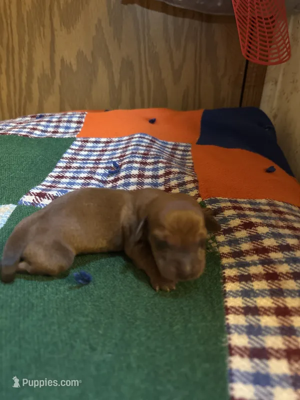 Shorty AKC – Miniature Dachshund puppy for sale in Melrose, MN