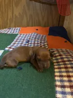 Shorty AKC, a male Miniature Dachshund for sale in Melrose, MN – 1 of 5