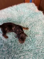 Portia AKC , a female Miniature Dachshund for sale in Melrose, MN – 6 of 10