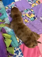 Bridget AKC long-haired dapple , a female Miniature Dachshund for sale in Melrose, MN – 3 of 4