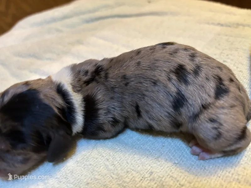Peabody AKC – Miniature Dachshund puppy for sale in Melrose, MN