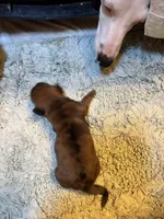 Penelope AKC long haired , a female Miniature Dachshund for sale in Melrose, MN – 4 of 10