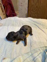 Peter , a male Miniature Dachshund for sale in Melrose, MN – 3 of 4