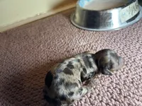 Pippen, a male Miniature Dachshund for sale in Melrose, MN – 3 of 3