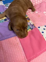 Bridget AKC long-haired dapple , a female Miniature Dachshund for sale in Melrose, MN – 5 of 7