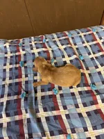 Pedro AKC, a male Miniature Dachshund for sale in Melrose, MN – 5 of 5