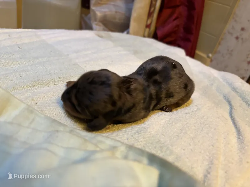 Peter  – Miniature Dachshund puppy for sale in Melrose, MN