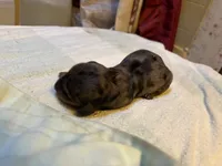 Peter , a male Miniature Dachshund for sale in Melrose, MN – 1 of 4