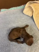 Pepper, a male Miniature Dachshund for sale in Melrose, MN – 5 of 5