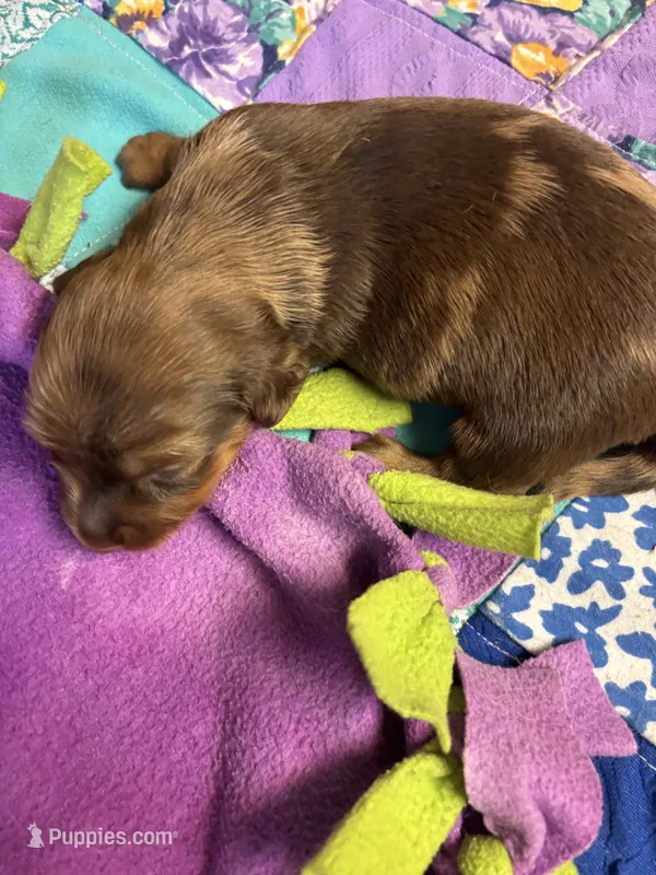 Bobby AKC long haired  – Miniature Dachshund puppy for sale in Melrose, MN