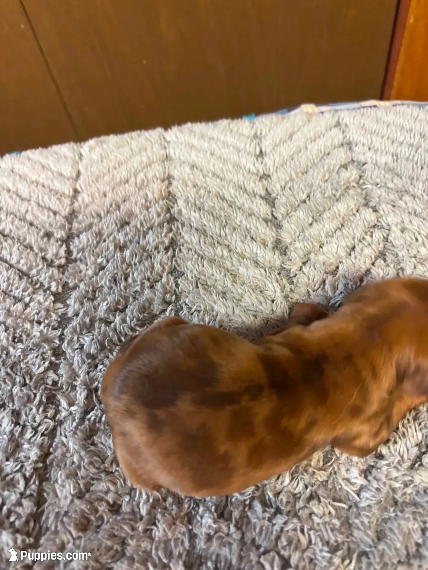 Benji AKC long haired , a male Miniature Dachshund for sale in Melrose, MN – 6 of 7