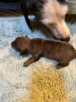 Penelope AKC long haired , a female Miniature Dachshund for sale in Melrose, MN – 6 of 10