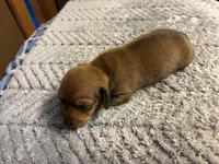 Moe AKC, a male Miniature Dachshund for sale in Melrose, MN – 5 of 10
