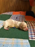 Finn AKC, a male Miniature Dachshund for sale in Melrose, MN – 6 of 6