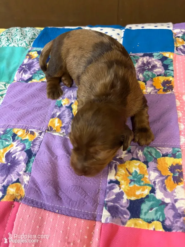 Gidget AKC long haired  – Miniature Dachshund puppy for sale in Melrose, MN