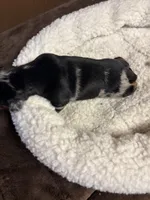 Cassidy AKC, a male Miniature Dachshund for sale in Melrose, MN – Photo 2 of 10