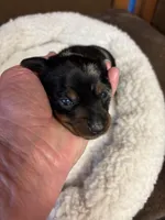 Cassidy AKC, a male Miniature Dachshund for sale in Melrose, MN – Photo 6 of 10