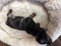 Cassidy AKC, a male Miniature Dachshund for sale in Melrose, MN – Photo 7 of 10