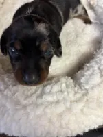 Cassidy AKC, a male Miniature Dachshund for sale in Melrose, MN – Photo 8 of 10