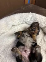 Cassidy AKC, a male Miniature Dachshund for sale in Melrose, MN – Photo 4 of 10