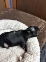 Cassidy AKC, a male Miniature Dachshund for sale in Melrose, MN – Photo 3 of 10