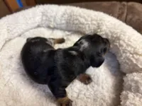 Cassidy AKC, a male Miniature Dachshund for sale in Melrose, MN – Photo 5 of 10