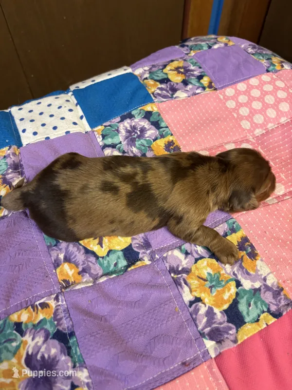 Benji AKC, a male Miniature Dachshund for sale in Melrose, MN – 1 of 4