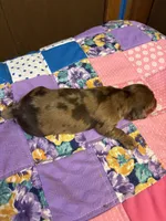 Benji AKC, a male Miniature Dachshund for sale in Melrose, MN – 1 of 4