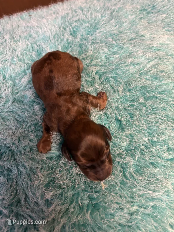 Harry AKC long haired  – Miniature Dachshund puppy for sale in Melrose, MN